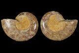 Cut & Polished Agatized Ammonite Fossil (Pair)- Jurassic #131637-1